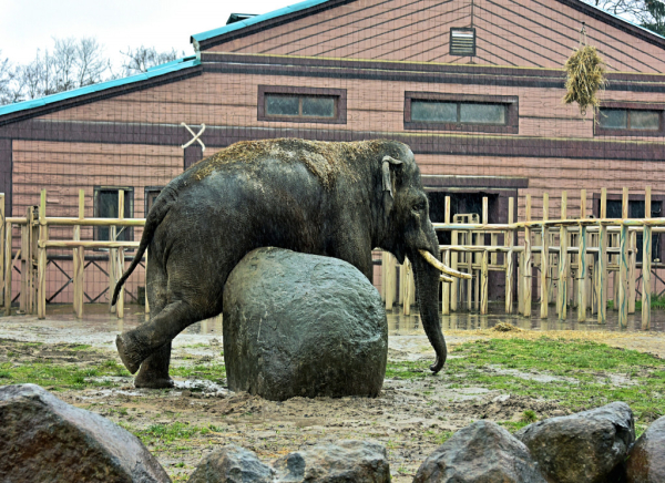 Київський зоопарк запрошує на показові годування найбільшого мешканця - слона Хораса (фото, відео)
