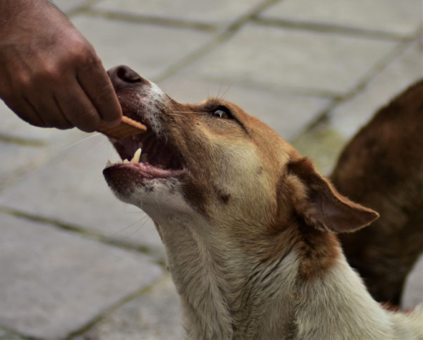 Правила поведения с бездомными собаками: как распознать агрессию и почему нельзя бежать - Life