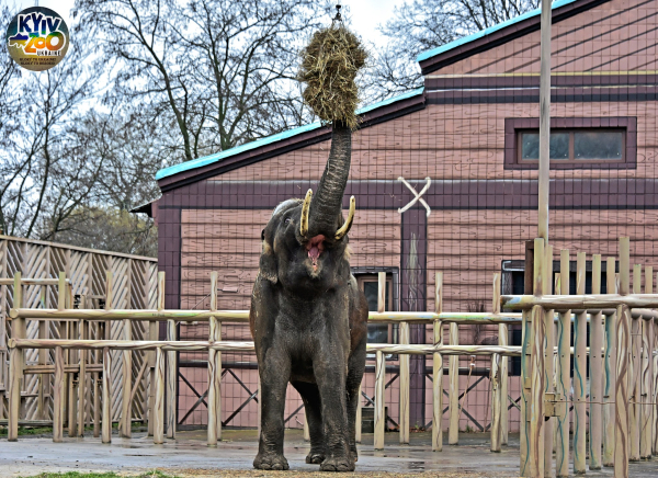 Киевский зоопарк приглашает на ланч с их самым большим жителем - слоном Хорасом - Life