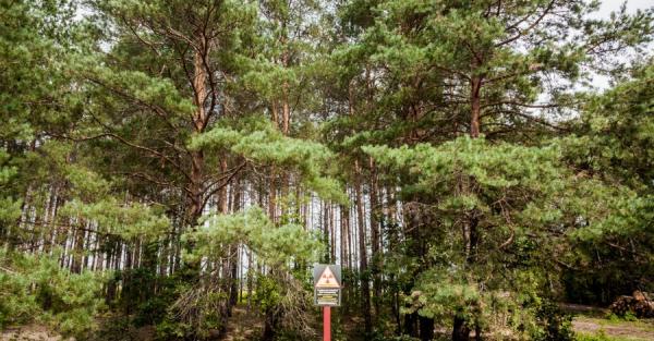 Минокружение запретило высаживать в лесах некоторые виды дуба, ясеня и клена - Life