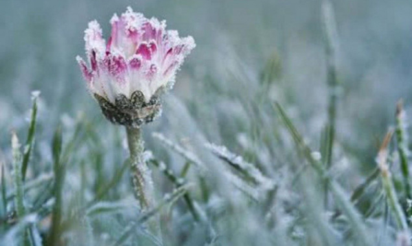 На Київщині прогнозують заморозки на поверхні ґрунту