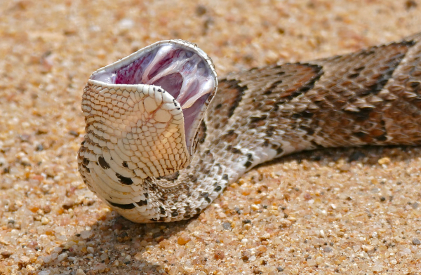 На Житомирщине людей испугала редкая змея ценой в две тысячи долларов - Life