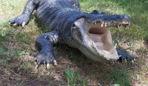 В Николаевский зоопарк вернулся крокодил-долгожитель - Life