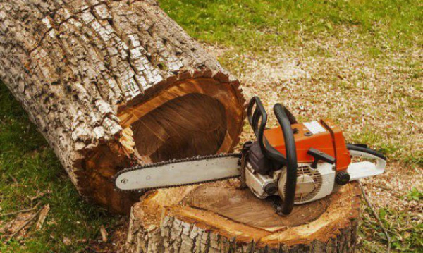 На території Деснянського району проводитимуть видалення сухостійних та аварійних дерев (список локацій)