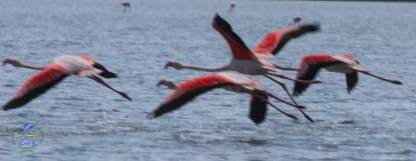 Птица Феникс Одесщины: как фламинго на Тузловских лиманах вдохновляют на победу - Life