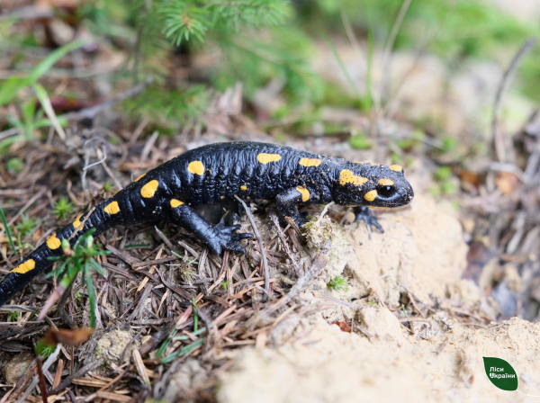 В горах Буковины сфотографировали редкую саламандру - Life