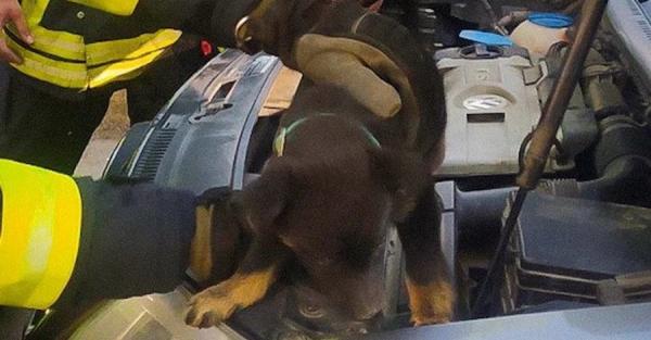 Во Львовской области спасатели освободили щенка, застрявшего в моторном отсеке авто - Life