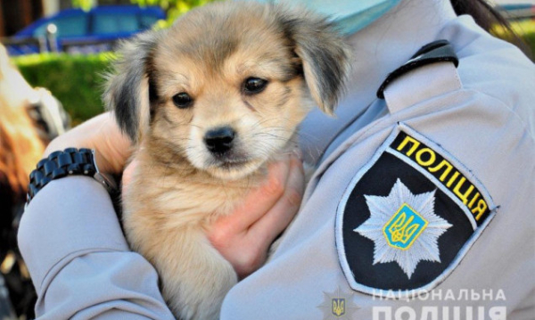 У Києві започаткували проведення тренінгів стосовно правопорушень у сфері жорстокого поводження з тваринами
