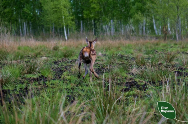 В лесхозе на Волыни родились оленята, которых вскоре отпустят на волю - Life