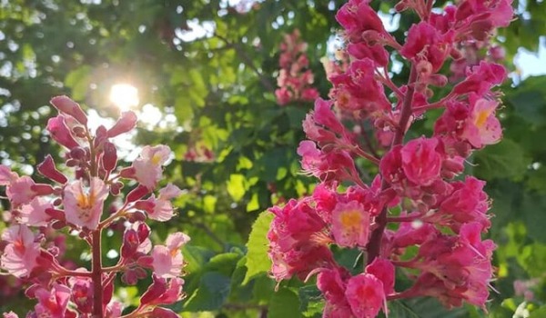 В Запорожье расцвела аллея розовых каштанов  - Life