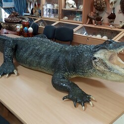В Николаевский зоопарк вернулся крокодил-долгожитель - Life