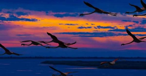 Птица Феникс Одесщины: как фламинго на Тузловских лиманах вдохновляют на победу - Life