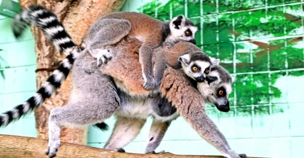 В киевском зоопарке в семье лемуров растут пятеро малышей - Life