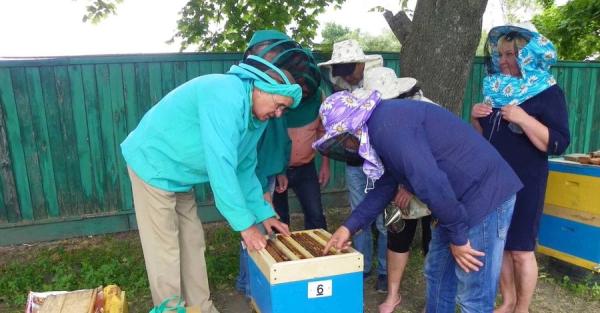 Пчеловод с 30-летним опытом: о сезоне меда, вражеских иностранных пчелах и заминированных пасеках - Life