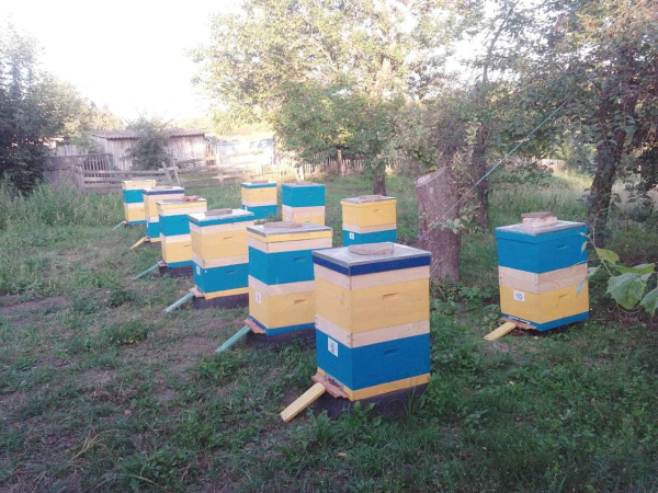 Пчеловод с 30-летним опытом: о сезоне меда, вражеских иностранных пчелах и заминированных пасеках - Life