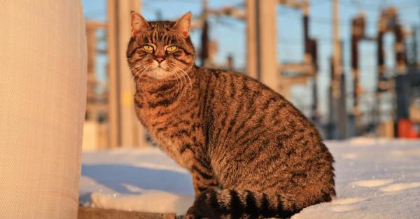 В "Укрэнерго" показали кошку, которая 9 лет живет на разрушенной россиянами подстанции - Life