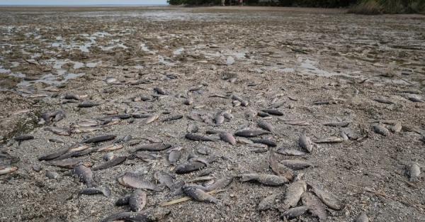 В нескольких областях Украины начался мор рыбы из-за подрыва Каховской ГЭС - Life