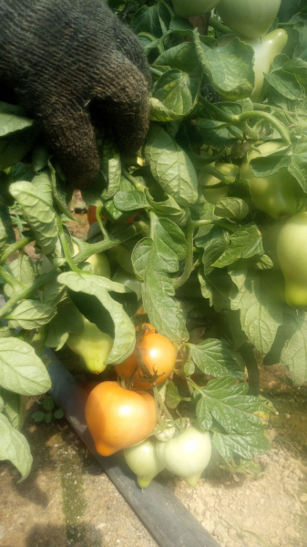 Томатная долина на Закарпатье: Из-за отсутствия херсонских - наши помидоры забирают подчистую - Life