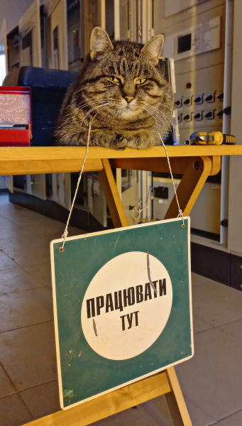 В "Укрэнерго" показали кошку, которая 9 лет живет на разрушенной россиянами подстанции - Life