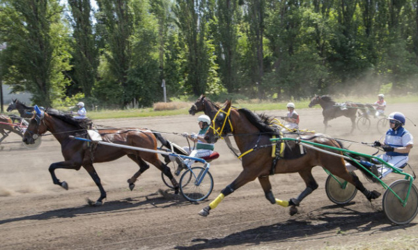 У неділю на Київському іподромі пройдуть змагання коней рисистих порід 