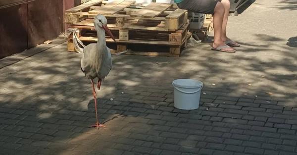 На одесский вокзал прилетел аист - птицу передали в зоопарк - Life