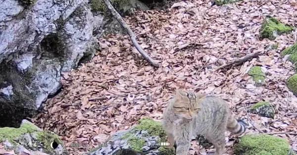 На Закарпатье в заповеднике зафиксировали лесного кота - Life