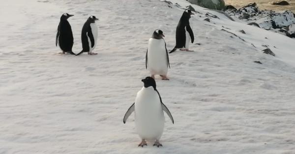 Ученые обеспокоены слишком быстрым таянием Антарктиды - Life