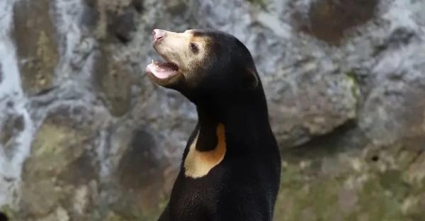 Из-за вирусного видео китайский зоопарк заверил, что не переодевает людей в медведей - Life