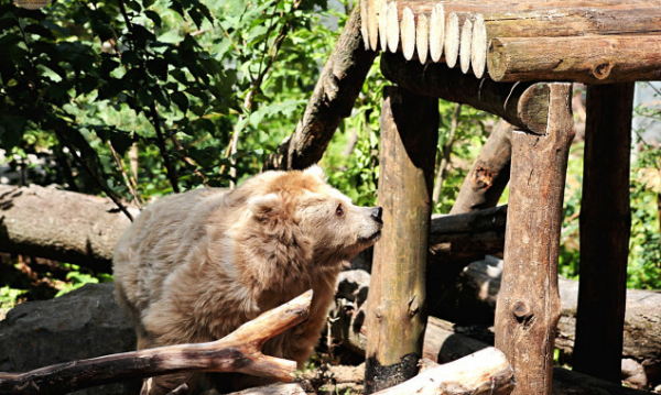 У Київському зоопарку ведмедиця Чудо та ведмідь Боб обживають літній вольєр  (фото, відео)