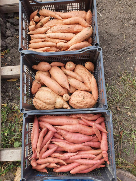 Вкуснее и полезнее картошки: Жительница Кривого Рога выращивает на огороде батат - Life