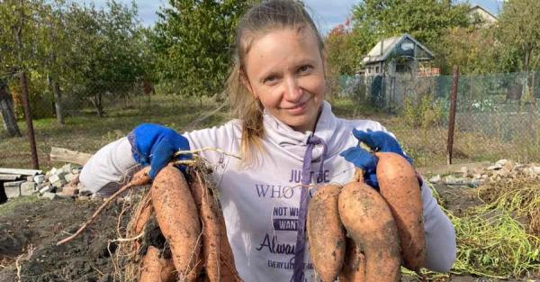Вкуснее и полезнее картошки: Жительница Кривого Рога выращивает на огороде батат - Life