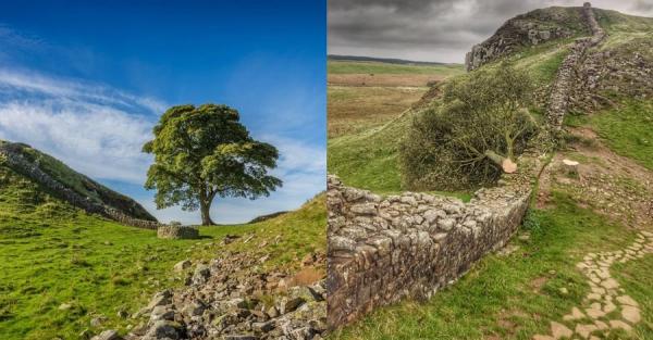 В Британии уничтожили знаменитое "Дерево Робин Гуда" - Life