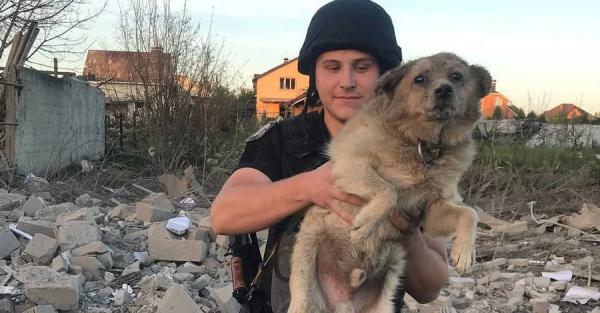 Умерла собака, которую спасли из-под завалов в Сумах - Life