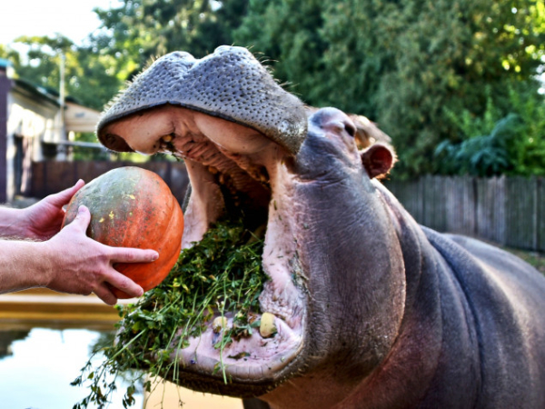 Київський зоопарк запрошує на показові годування бегемота Лілі та слона Хораса (фото)