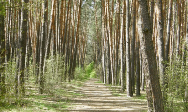 Громаді Києва повернули 3 тисячі гектарів Біличанського лісу