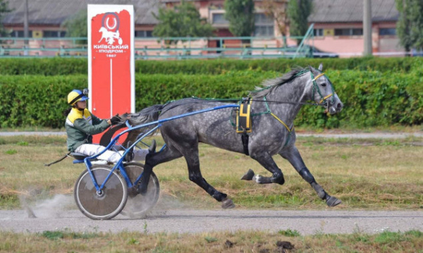 На Київському іподромі у неділю, 3 вересня, пройдуть змагання 42 коней рисистих порід