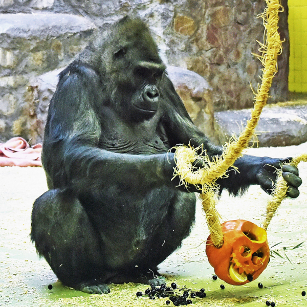 У Київському зоопарку цими вихідними горила Тоні ласує печеним гарбузом з родзинками (фото, відео)