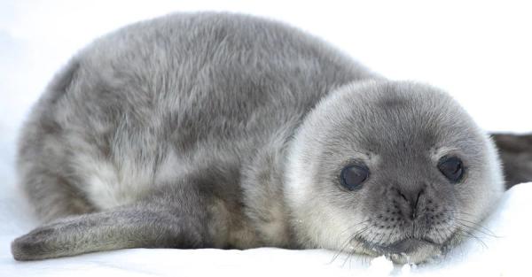 У станции "Вернадского" родилась первая девочка-тюленятка - Life