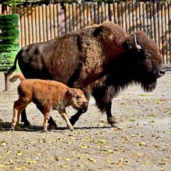В Киевском зоопарке родились двое телят бизона - Life