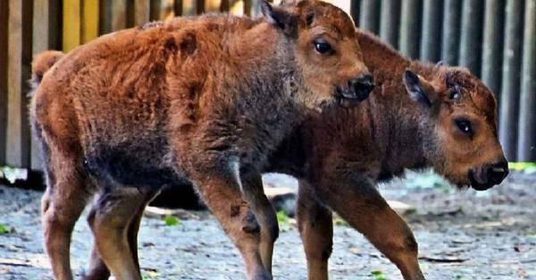 В Киевском зоопарке родились двое телят бизона - Life