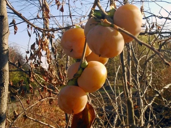 Китайский персик из Украины: наша хурма сладкая как испанская и не боится морозов - Life