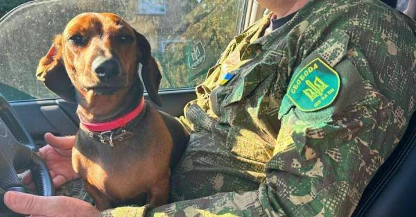 Бойцы батальона "Свобода" показали собаку Пулю, которая заменяет военным психолога - Life