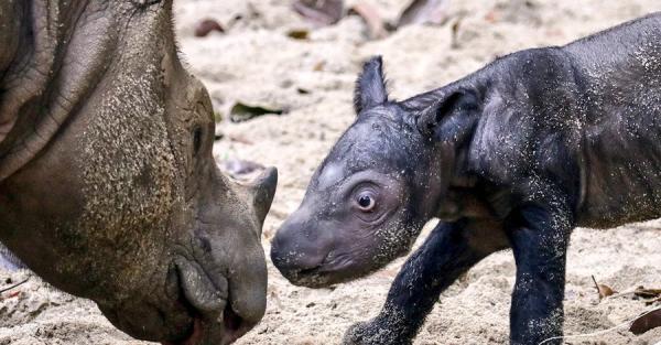 В Индонезии родился суматранский носорог – животных этого вида в мире осталось менее 100 - Life