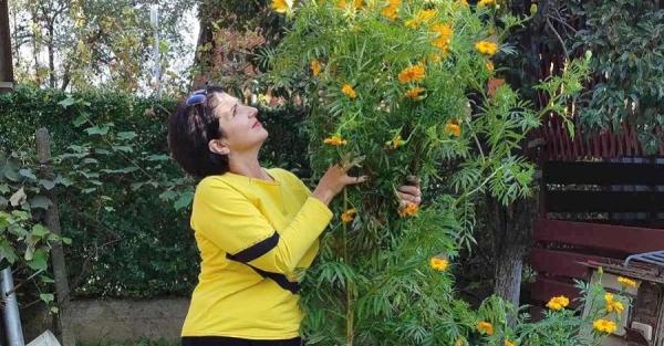 Жительница Ужгорода вырастила бархатцы высотой более 2 метров - Life