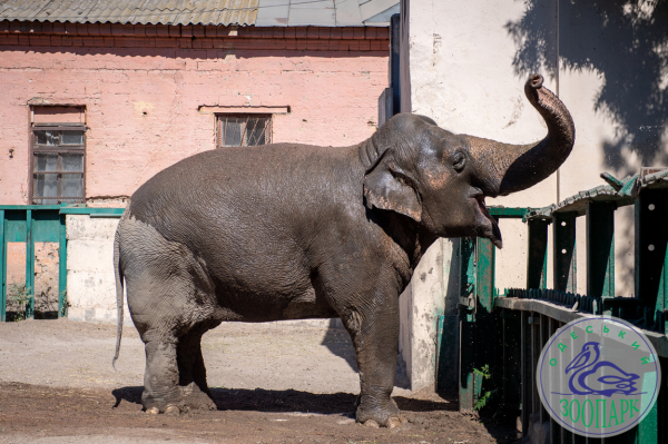 Одесский зоопарк: Готовимся к зиме с расчетом, что снова будут отключать свет - Life