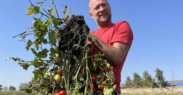 В Одесской области вырастили куст томатов со 192 плодами - Life
