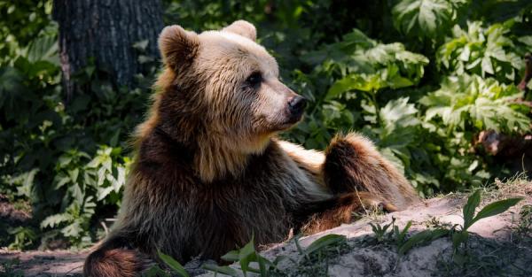 На Львовщине медведи начали обустраивать берлоги перед зимней спячкой - Life