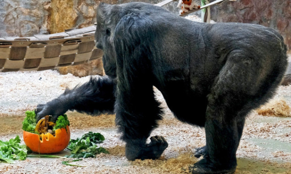 У Київському зоопарку цими вихідними горила Тоні ласує печеним гарбузом з родзинками (фото, відео)