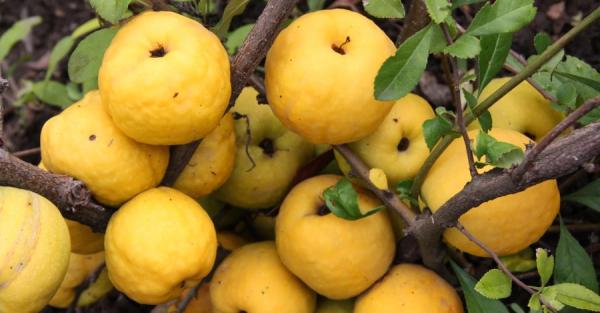 Золотой плод или яблоко раздора: терпкая айва укрепляет иммунитет и смакует в варенье - Life