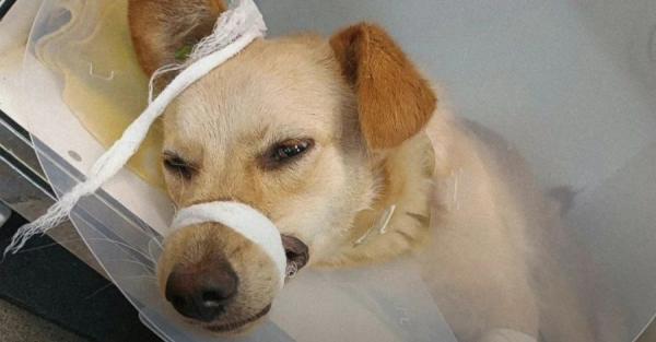 Зоозащитники спасают двух собак, раненых в результате обстрелов, из Орехова - Life
